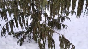 Кипарисовик нутканский 'Pendula' и сосна жёлтая зимой
