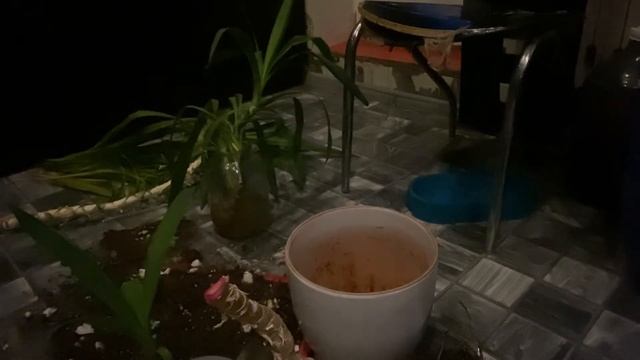 Мои Цветы,пересадка и реанимация юкки смотреть онлайн