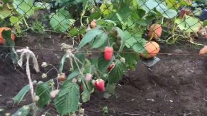 Малина Брянское Диво в Кемерово