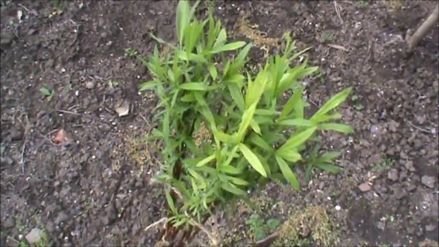 Высадка плетеной ивы на клумбу смотреть онлайн