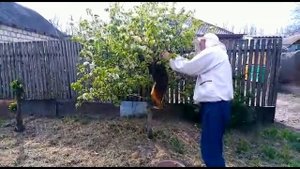 СНИМАЮ РОЙ ПЧЕЛ С ЯБЛОНИ- собираю рой пчел в роевню ,Beekeeping