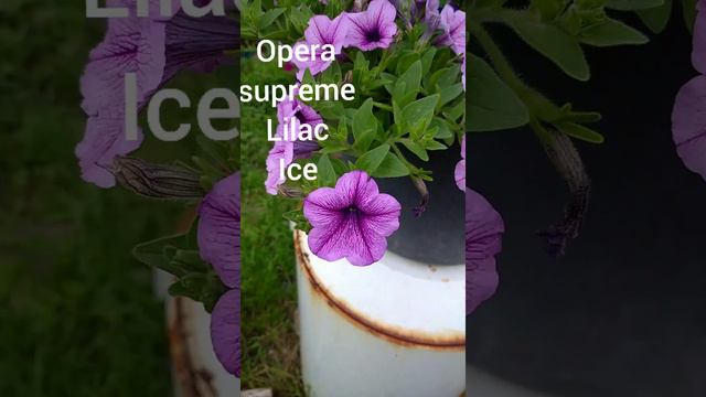 петуния ампельнная opera supreme Lilac Ice и Blue.