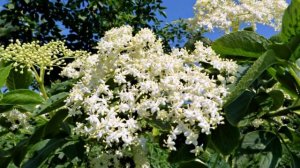 Цвет бузины черной.  Лекарственные травы