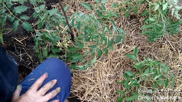 Не пропусти первую подкормку томатов. Для чего мы мульчируем томаты. Преимущество мульчи из соломы.
