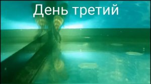 Лечение Водянки у Аквариумных рыб