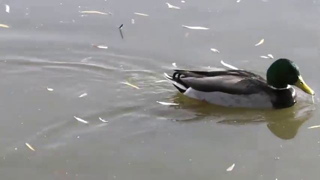 panasonic HDC-SD40 test смотреть онлайн