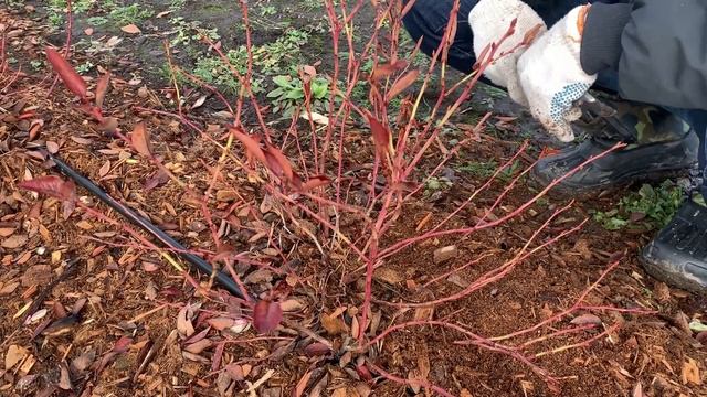 Обрезка голубики смотреть онлайн