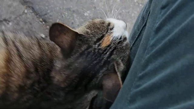 Olympus E PL5 Video Sample 5 смотреть онлайн