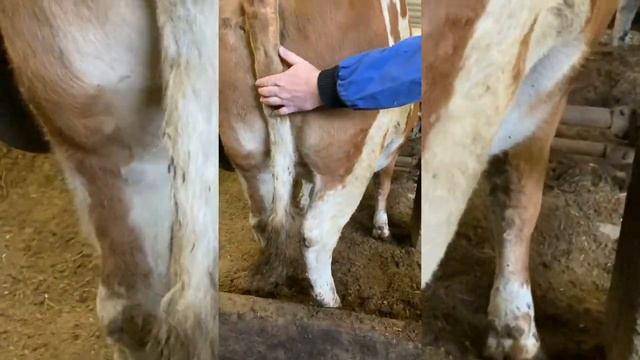ПЛЕМЕННЫЕ СИММЕНТАЛЫ С ЧЕХИИ. СРЕДНЯЯ ПРОДУКТИВНОСТЬ - 7200 л на корову в год