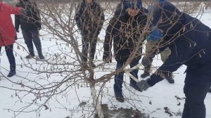 Семинар по обрезке Фундука (часть 1) Самый большой сад Фундука в Беларуси!!!!