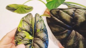 Alocasia Dragon Scale Variegated - unboxing video