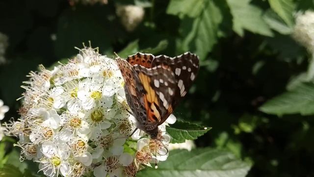 Бабочка. Как прекрасен этот мир, посмотри! смотреть онлайн