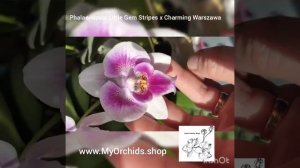 Phalaenopsis Little Gem Stripes x Charming Warszawa