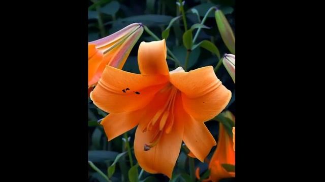 #Лилии1 #Цветы для сада и бизнеса от Ольги Шевчук смотреть онлайн