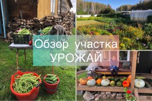 Обзор участка. Урожай