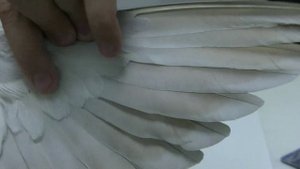 ШВО Как определить наличие пухо пероедов у голубя. Август 2023