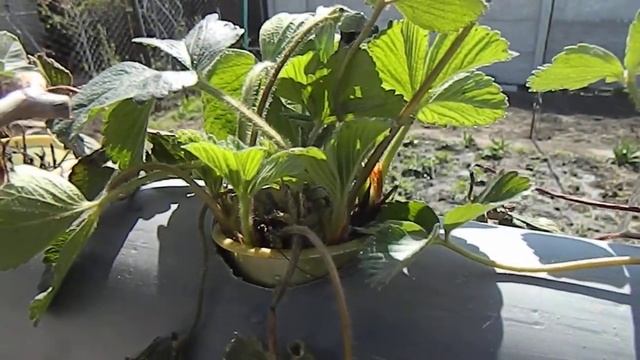 Гидропоника своими руками смотреть онлайн