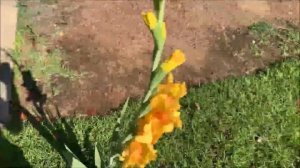 Gladiolus | Blossoms Along Our Walkway!