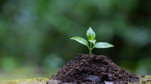 День 6 - 21 день изобилия - Медитация Дипака Чопры