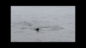 Касатки выгнали из воды дайвера и собаку).