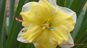 Нарцисс обыкновенный Бельканто (narcissus belcanto) 🌿 обзор: как сажать, луковицы нарциссы Белькант