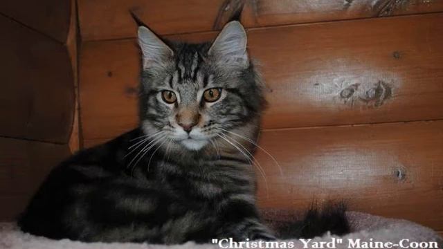 Котята Мейн Кун в Митино -- Питомник 
