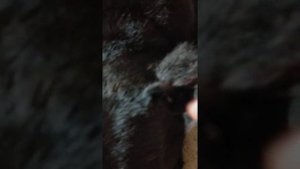 Кане Корсо 2.5 месяца купировали уши. 2