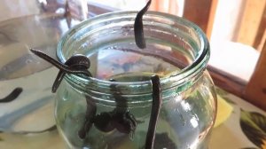 Как стерилизовать пиявки: теория и практика ЛАЙФХАКИ ОТ ЯТРИНЫ