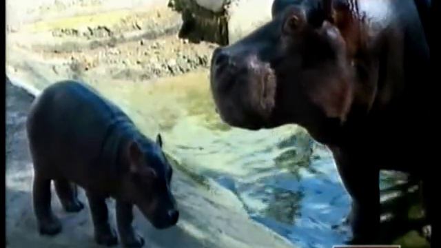 Шымкентцы придумывают имя бегемоту, впервые родившемуся в неволе смотреть онлайн