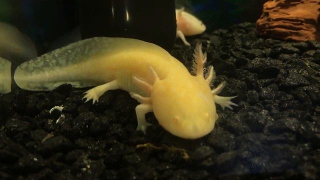 Сколько стоит аксолотль. Где можно купить аксолотля смотреть онлайн