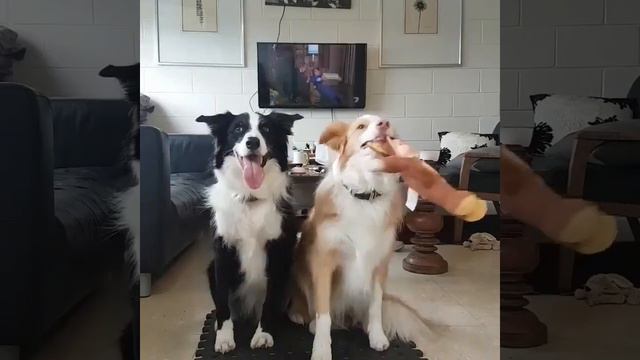 чебурашку любят все смотреть онлайн