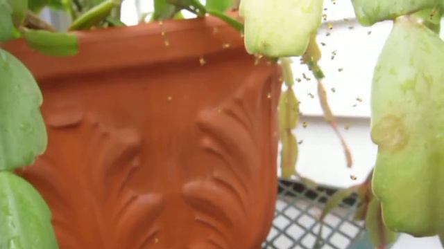 baby spiders on the Christmas cactus смотреть онлайн