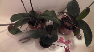 горячий душ для орхидей польза или вред? Температура воды для душа? фаленопсисы