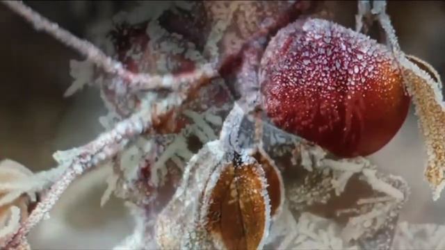 Музыкальная зарисовка Катюша на музыку Консуэло Веласкес Торрес Бесаме Мучо. смотреть онлайн