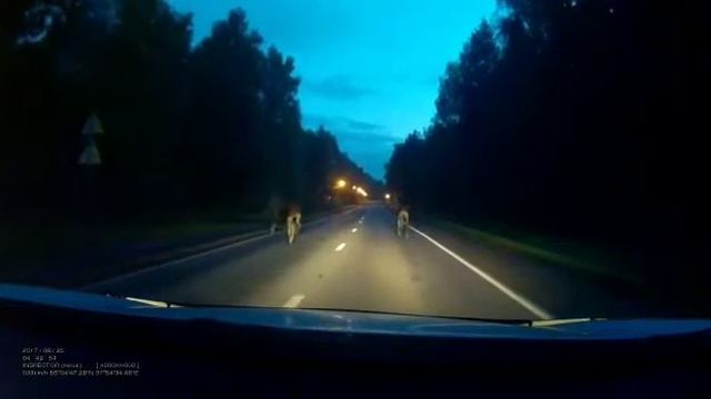 На дороге Лоси ходят по утрам😊 смотреть онлайн