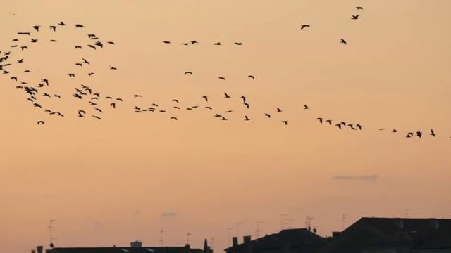 Екатерина Лесовая _Расплескалась заря за туманами_ смотреть онлайн