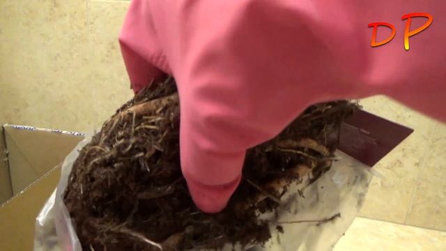 Распаковка посылок с растениями от "Российские-цветы. РФ" и с розами от "Гаршинка" (март 2023 г.) смотреть онлайн