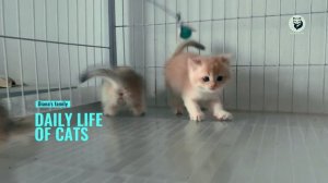 Самый милый кошачий челлендж: кто позвонит в колокольчик?