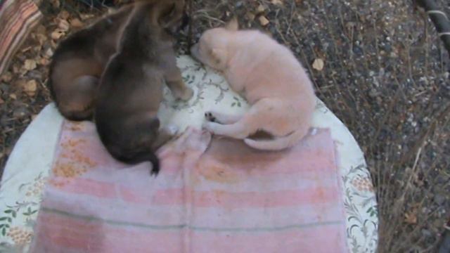 Ярмарка голубей г.Кореновск 08.08.2021г. 4часть. смотреть онлайн