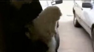 Как содержать хорька в домашних условиях