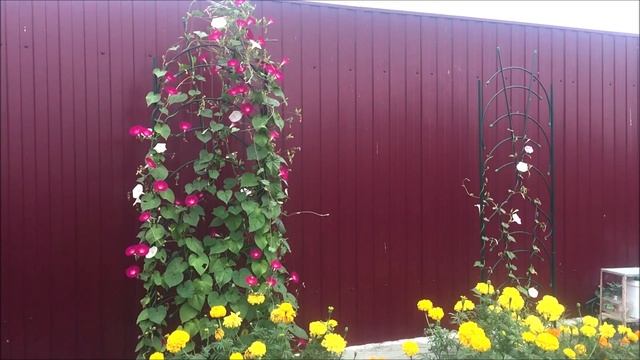 Шикарный вьюн (лиана). Ипомея цветёт, конец августа. смотреть онлайн
