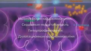 Механизм действия препарата Милдронат