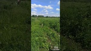рыбалка на борских озёрах . Нижегородская область. ловля карася.