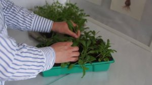 МАТТИОЛА СЕДАЯ ИЛИ ЛЕВКОЙ ОТ ПОСЕВА ДО ЦВЕТЕНИЯ