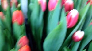 Выгонка тюльпанов к 8 марта. 25.02.21