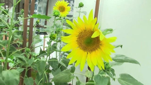 Корни подсолнуха Енисея поражают | Опыт №8011 смотреть онлайн