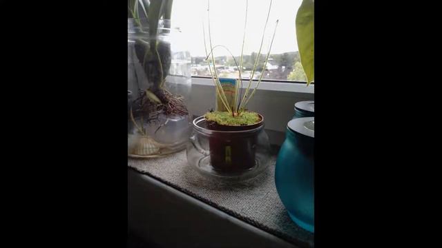 Duftorchideen und mehr .. September 6th-8th 2019 смотреть онлайн