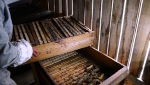 В деревню к пчелам ч.2 Пчелы на чердаке дома.