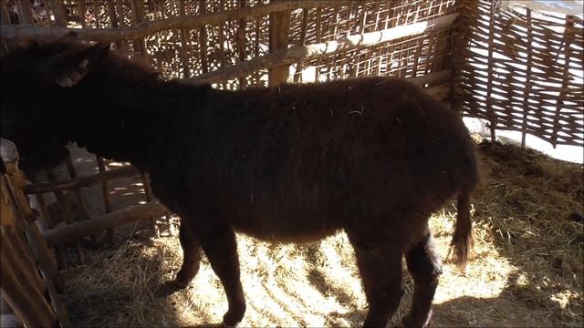 "Медовые водопады - жемчужина Карачаево - Черкессии" 09 .03. 2020 смотреть онлайн