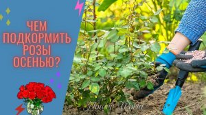 Чем подкормить розы осенью? Как и чем подкормить.